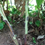 Didimela maline (ljubičasta pjegavost): kako liječiti, u proljeće, ljeto, jesen